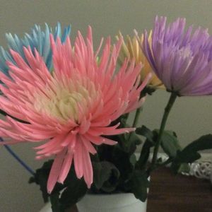 Meet your Posher, Stella